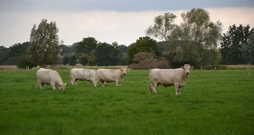 Charolais-Rinder von Hof Gerken auf der Weide in Bentfeld