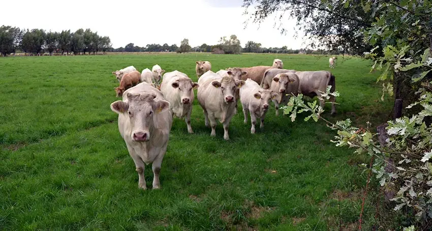 Charolais-Herde von Hof Gerken kommt neugierig an den Weidezaun