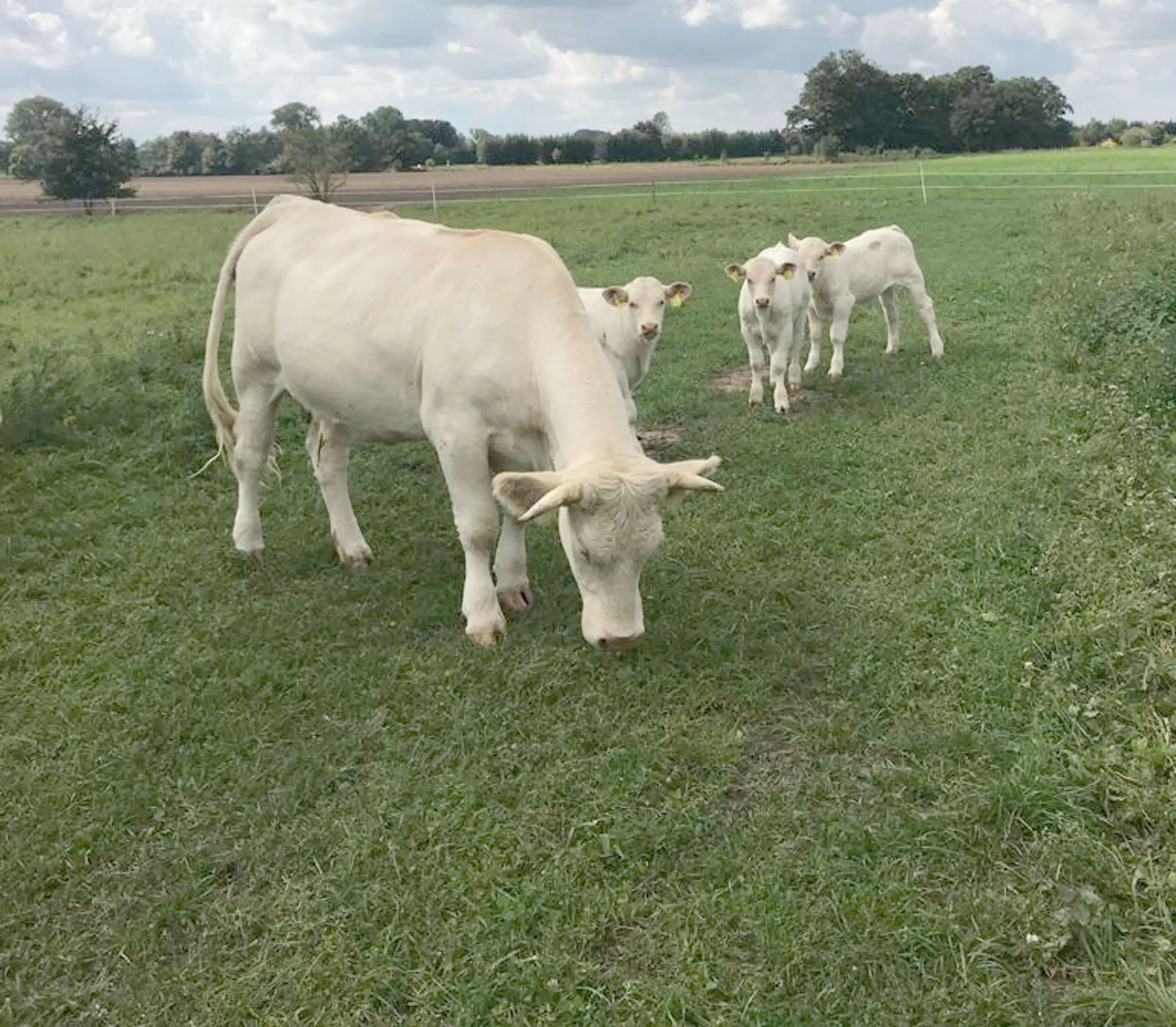 Charolais-Kuh mit drei Kälbern auf der Weide von Hof Gerken